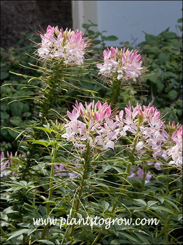 Sparkler Spider Flower (Cleome hassleriana)
Sparkler Blush